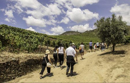 Wine Tour 3 porto