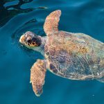 Loggerhead Sea Turtle, Zakynthos