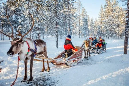 Family with kids on a reindeer safari in a winter forest in Lapland Finland