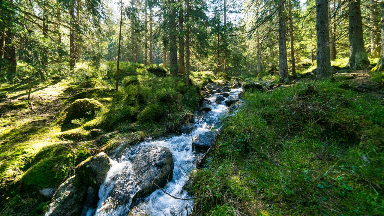 Mountain Forest Stream Demänovská Dolina