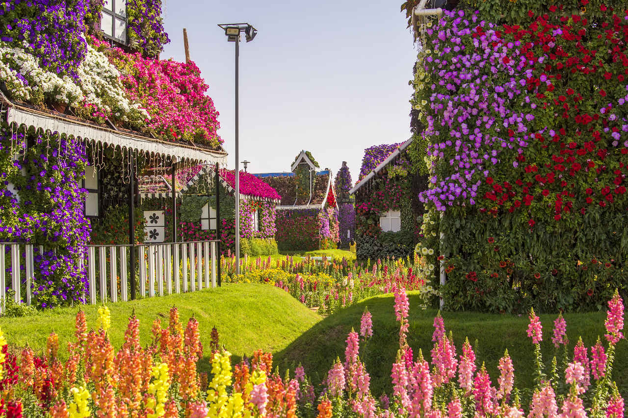 background landscape Street of amazing colorful houses of flowers in the Miracle Garden park, Dubai, United Arab Emirates