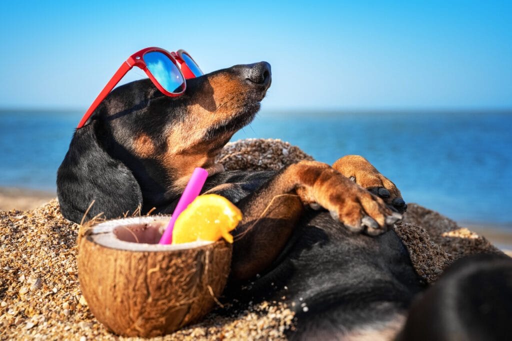 Dog on the beach admiring Top Holiday Destinations 2025