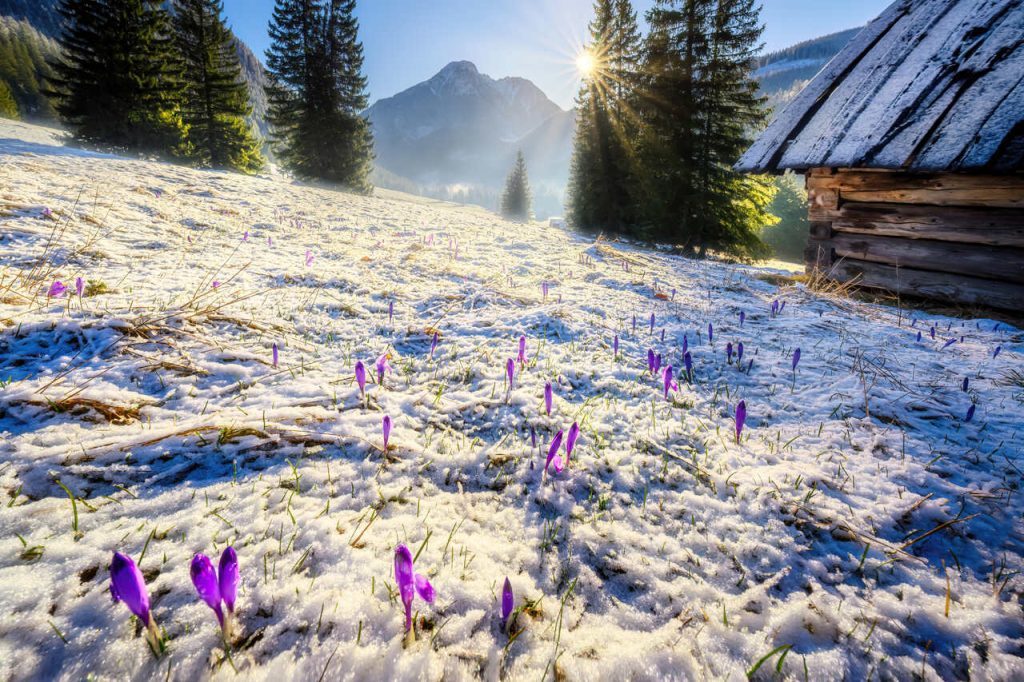 Snowdrops near Zakopane
